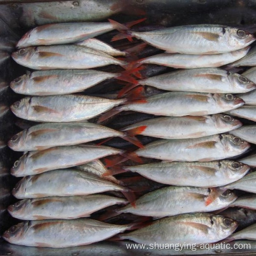 Frozen Horse Mackerel Size 10-12pcs/kg Round Scad 20cm-25cm